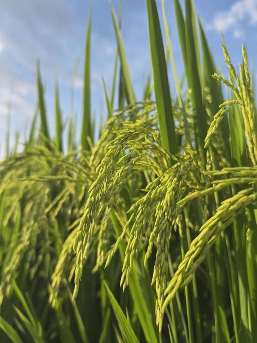 闻着稻香奔跑，是记忆中夏天的味道丨有一种叫云南的生活之365天·谷物种植