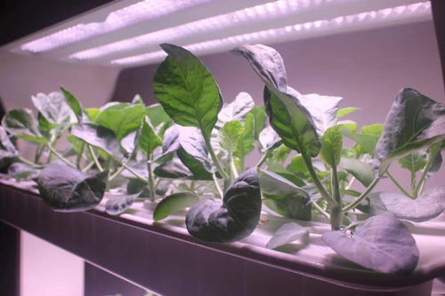 颠覆农业刻板印象 中国植物工厂点亮资本前路，谷物种植迎来新纪元