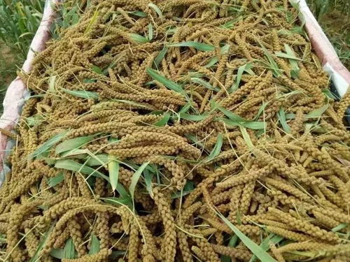 灵寿小米 太行山下的金色瑰宝与可持续谷物种植典范