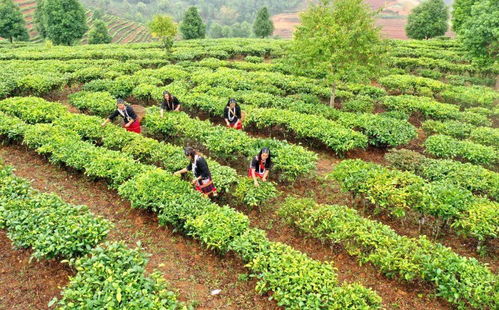 云南启动“利剑”行动，严格监控四大类45种农产品生产以确保质量安全，谷物种植首当其冲