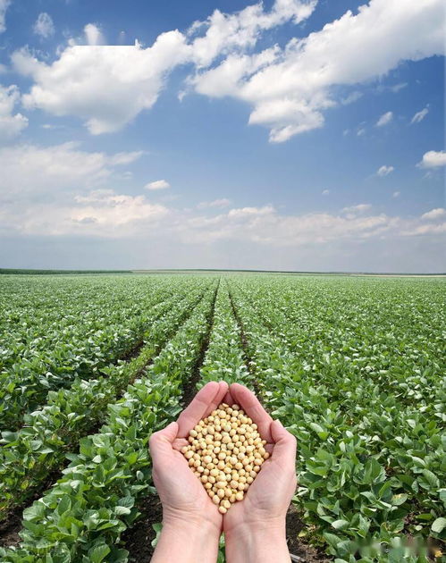 2022年农户种植大豆与油料作物 把握机遇，实现增收