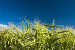 聚焦澳大利亚 2017年谷物行业大会邀请与供应链深度考察